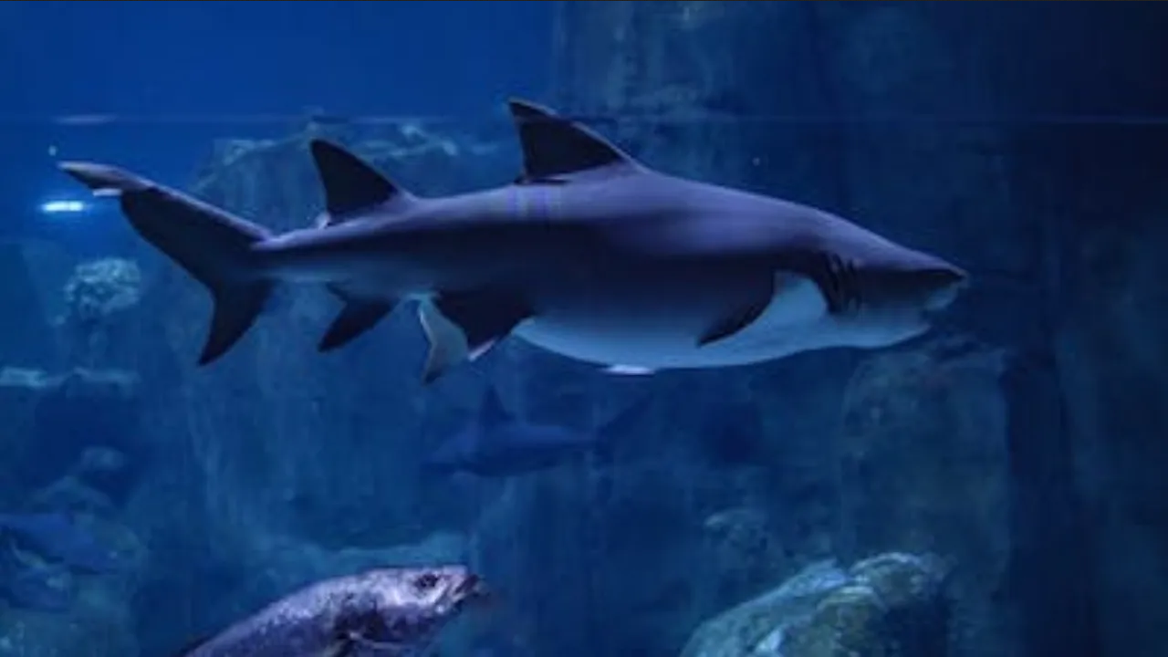 Ataque de tiburones: La historia macabra del peor ataque en alta mar