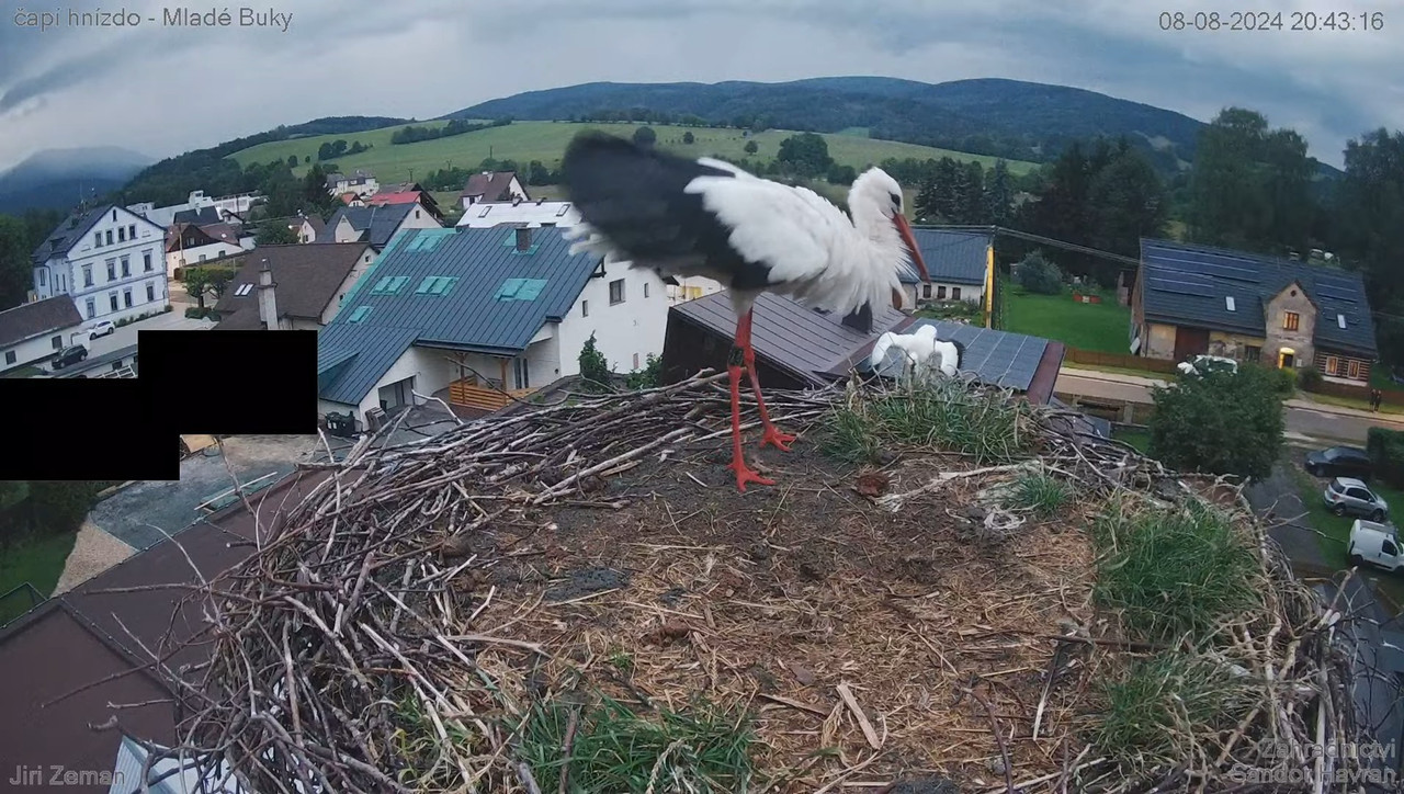 Živá kamera - Mladé Buky - čapí hnízdo 13-8-41 screenshot