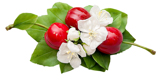 Mariposa_Kit_40