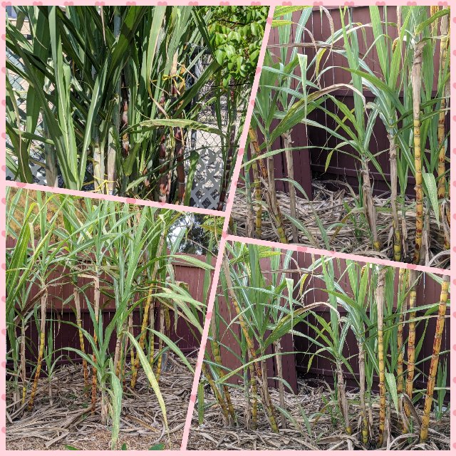 [Image: Photo-Grid-1588957023646.jpg]