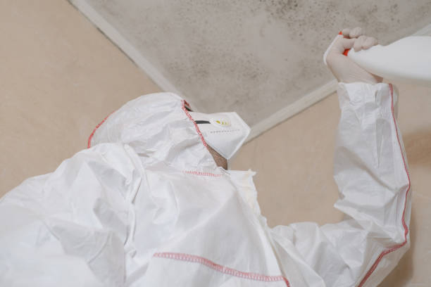 mold removal
