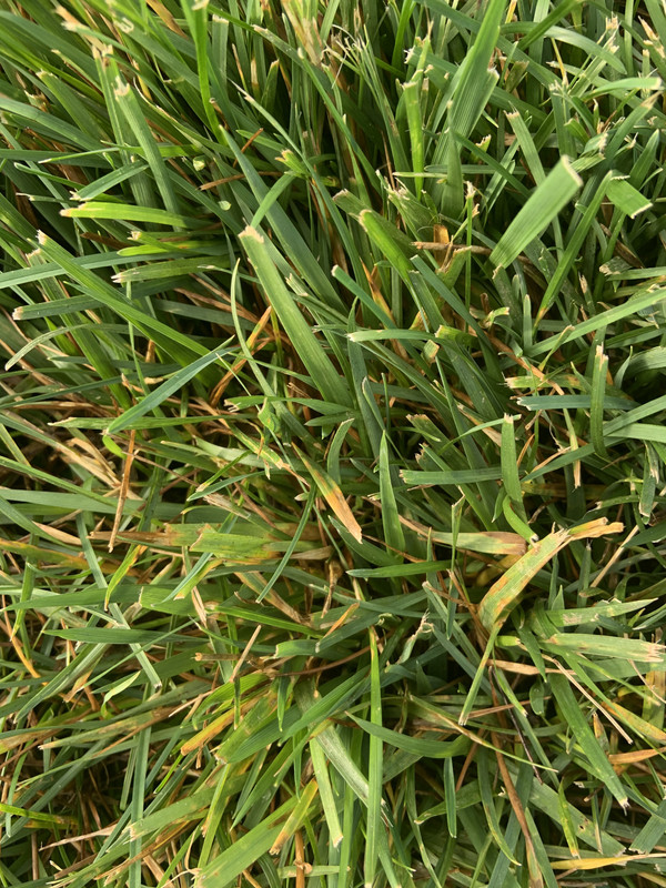 Blades turning brown in KBG/fescue Lawn Care Forum