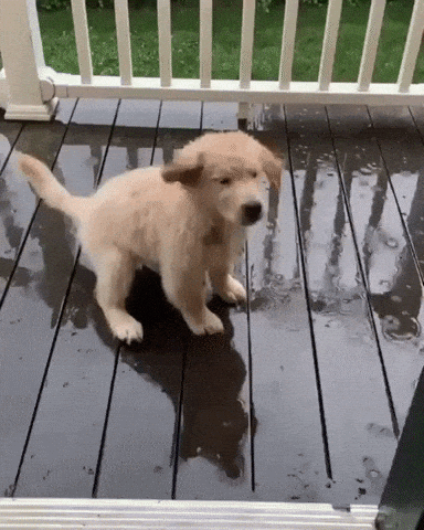 dog-e49fa2a0.gif
