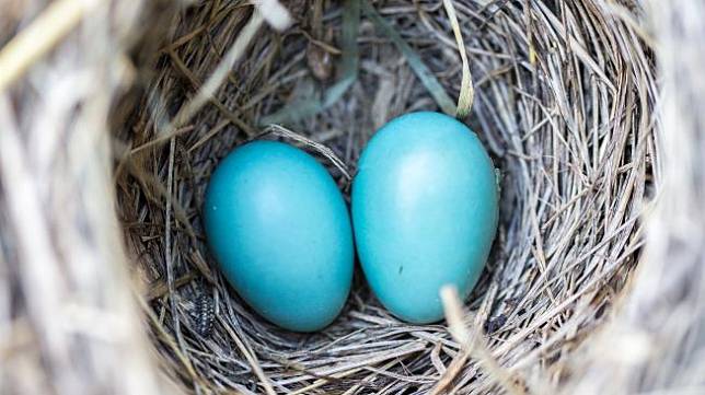 Ilustrasi telur burung murai India