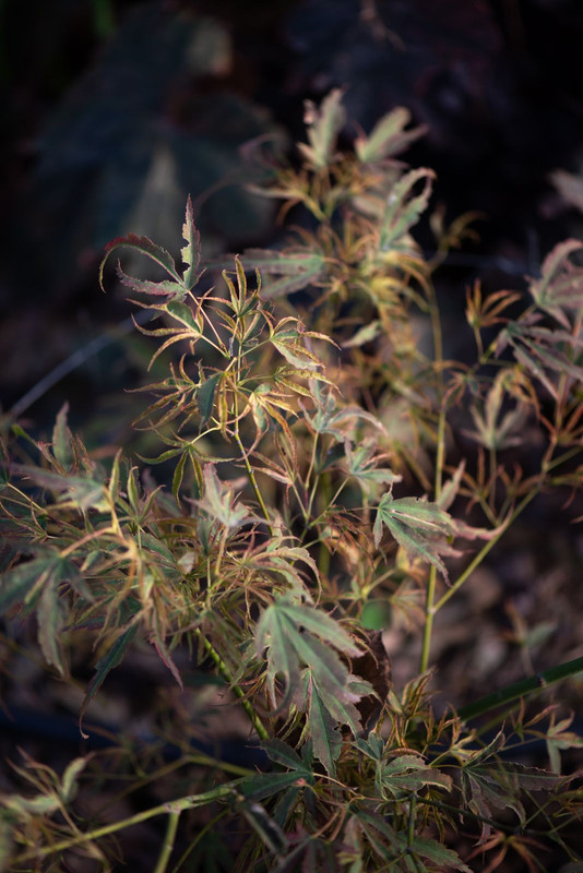 IMG-94e09725d3d0c78f56089fd8de9f8862-V