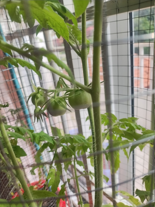 Tomatoes 261023 small