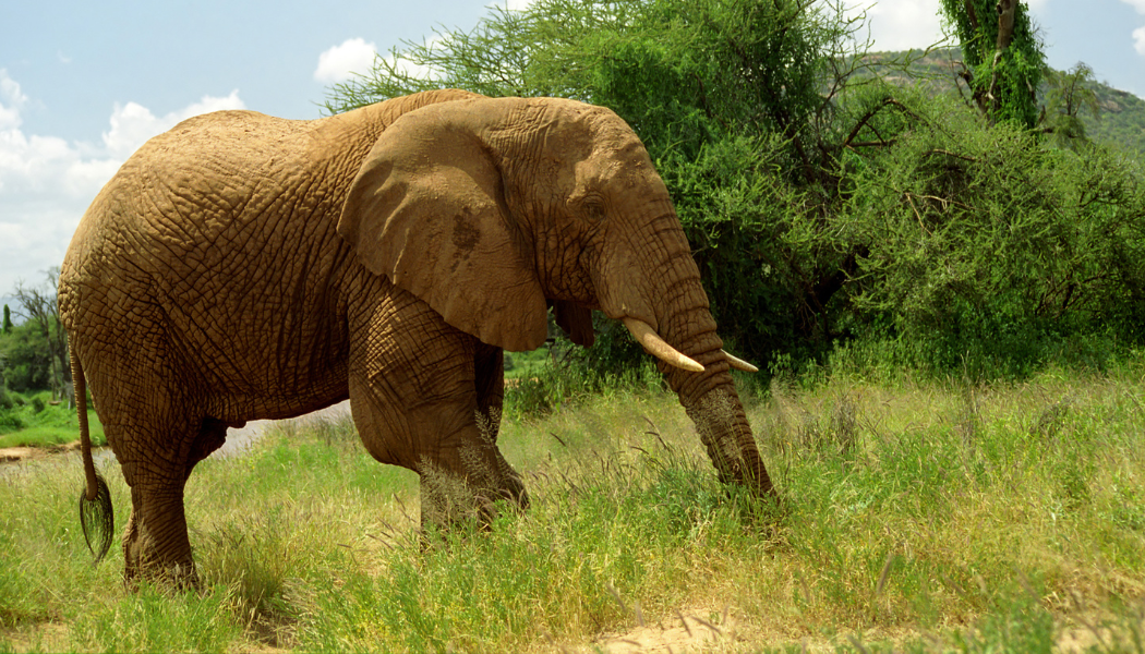 Elephants on safari in northern Kenya