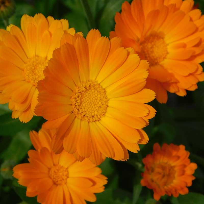 Дачное июль кудряшка , маус-машина и природа 090