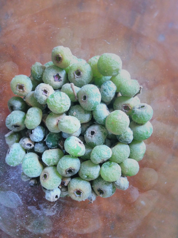 Canela de Velho (14)