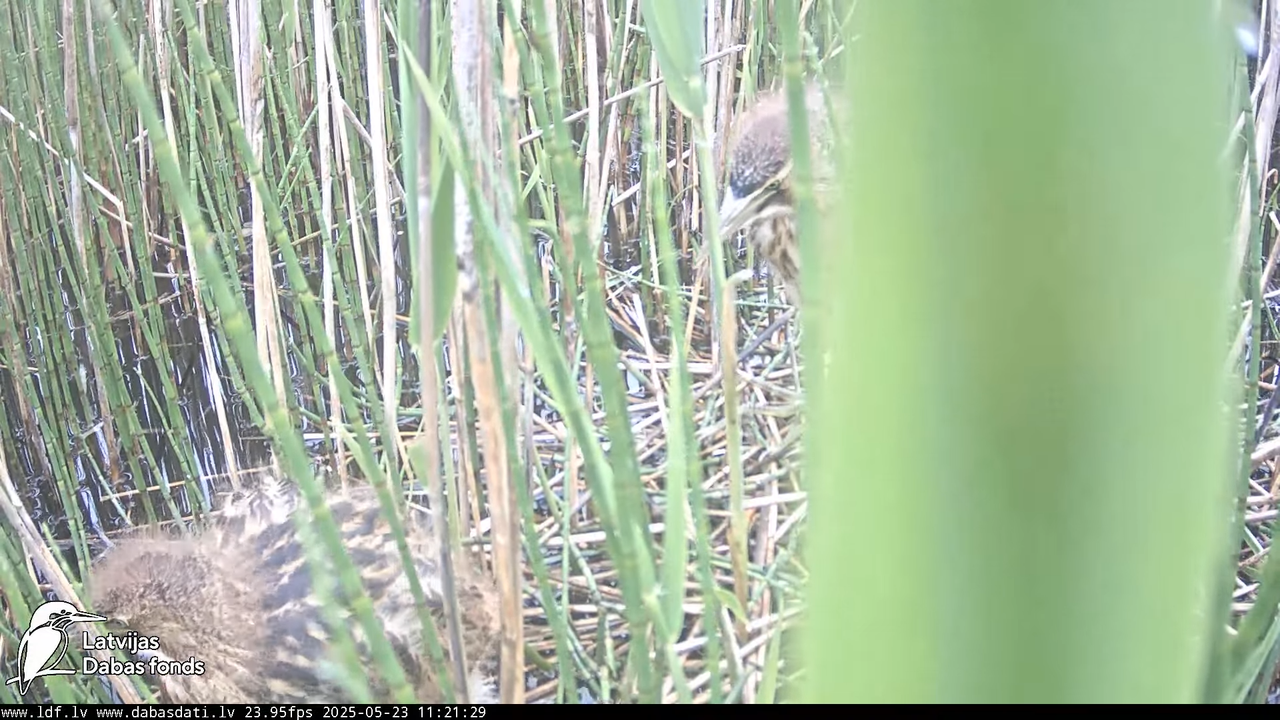 LDF Lielais dumpis (Botaurus stellaris) Zemītes pagastā 11-30-54 screenshot