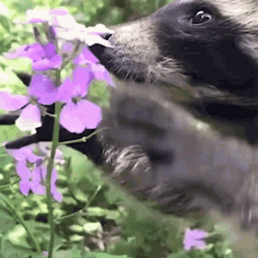 cute-racoon(2).gif