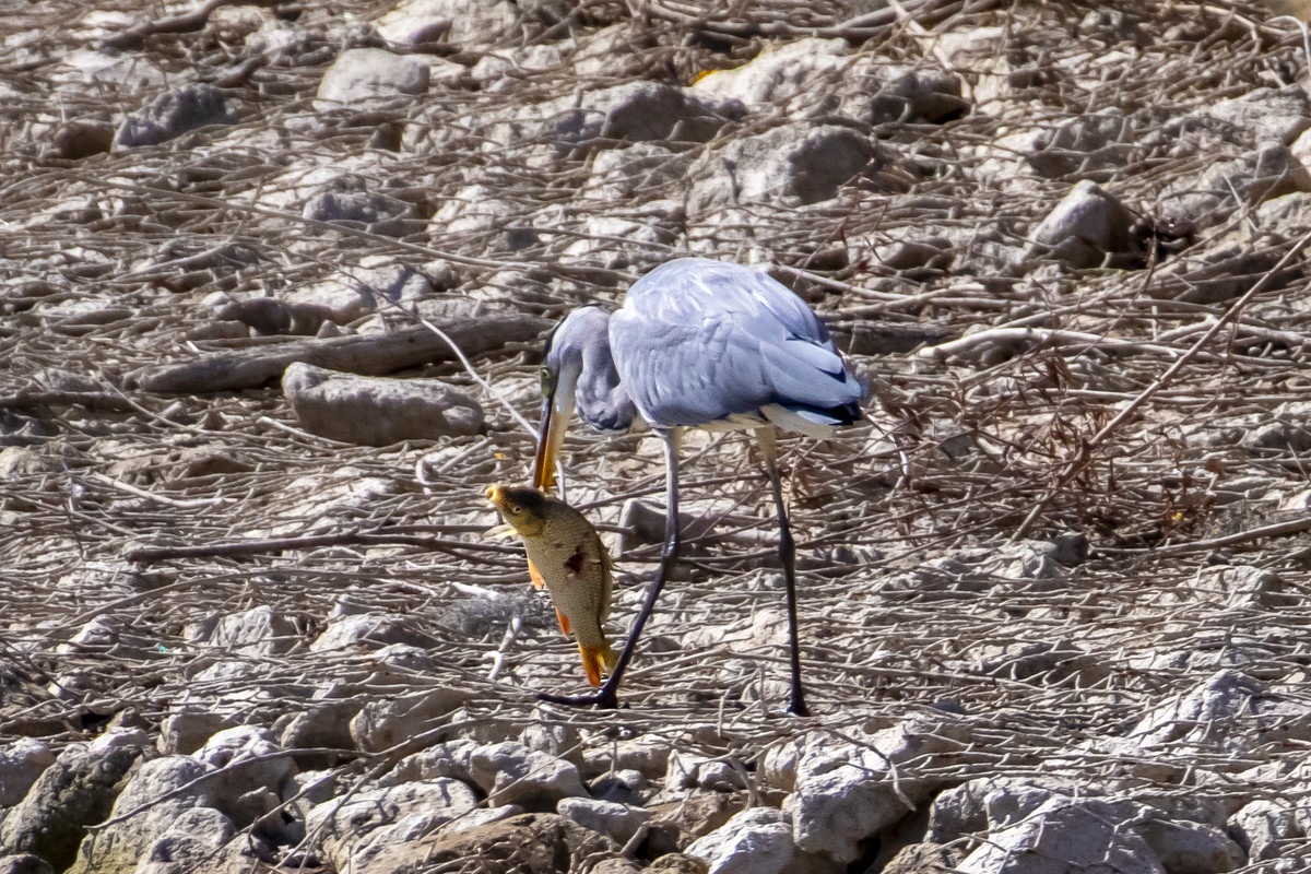 J27A8786-GENERINO e PESCE