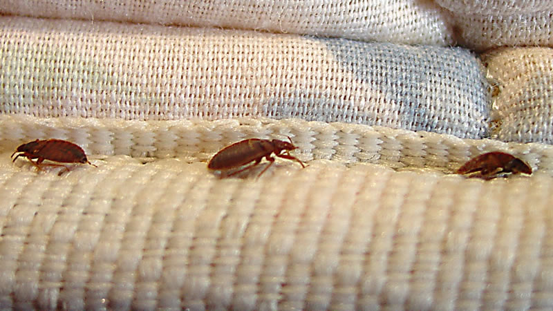 Bed-Bug-Treatment-3.jpg