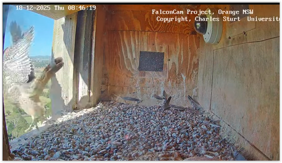 Screen Shot 12 18 25 at 08 15 AM