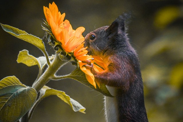 smelling-squirrel-1-of-1-62c9ea1ca18ea-880.jpg