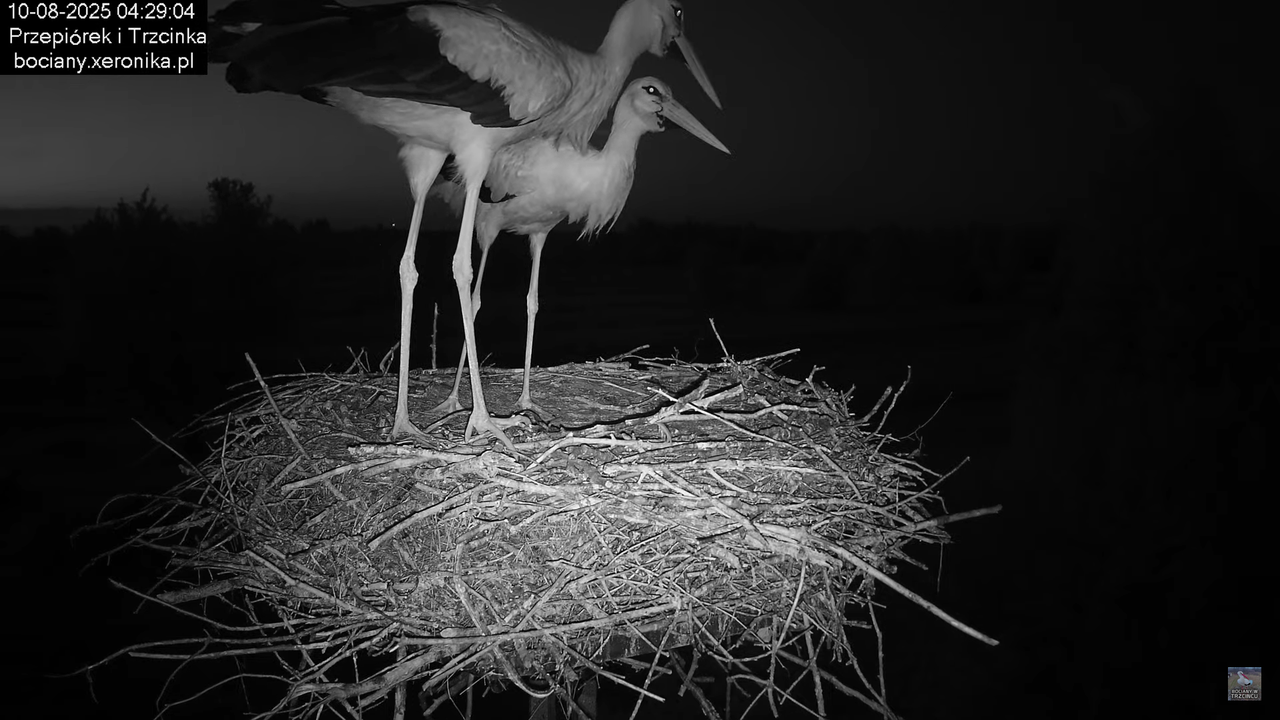 10082025bociany3