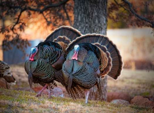 Understanding Wild Turkey Habitat Preferences