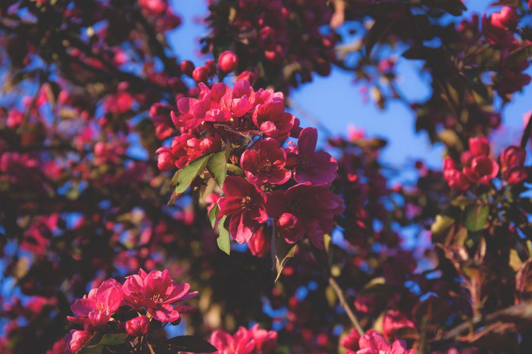 pink-petal-tree.jpg
