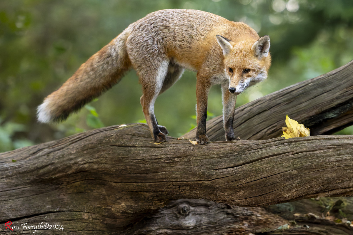 20240927-_5RF6796-CR3-2