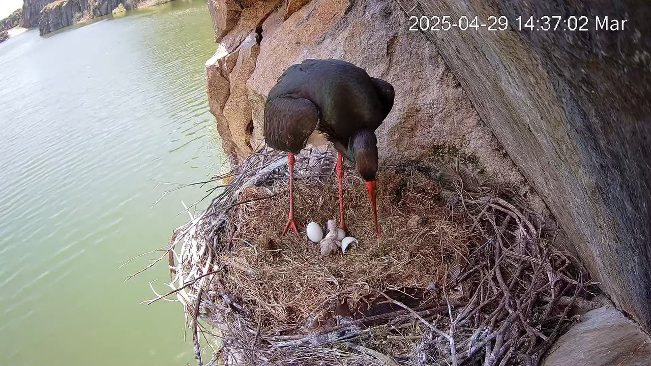 Melnie stārķi Tajo Internacional 7-18-54 screenshot
