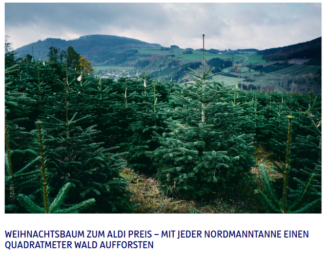 Weihnachtsbäume bei Aldi