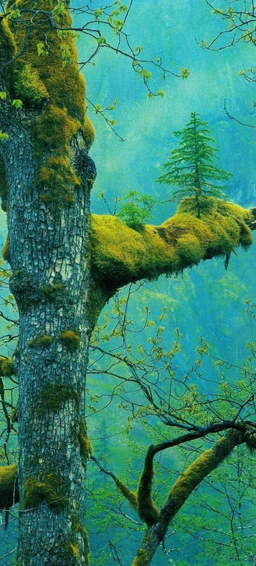 greenwondertree.jpg