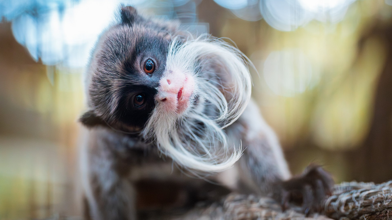 https://i.postimg.cc/MHSCKsBV/Tamarin2.jpg