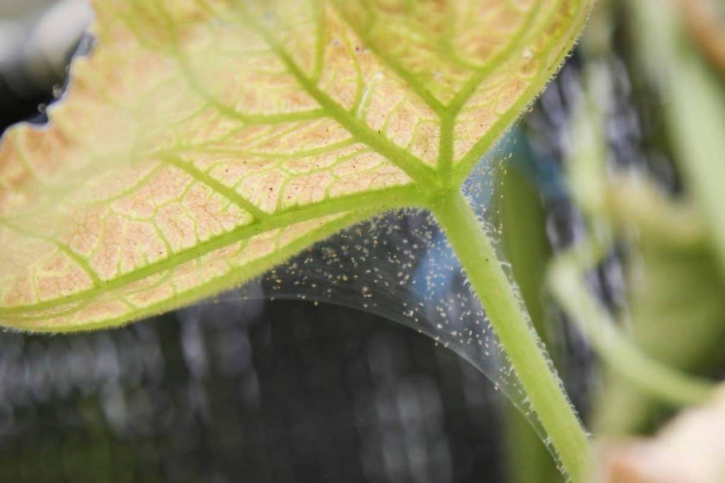 Паутинный клещ и его вред для растений как бороться с вредителем