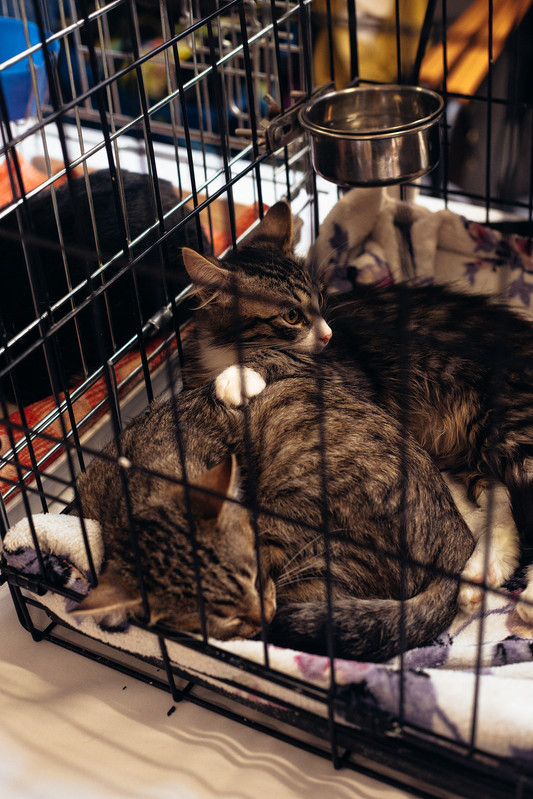 6V3A2158