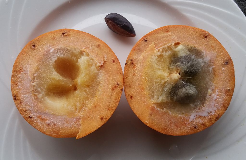 pouteria sp4_3