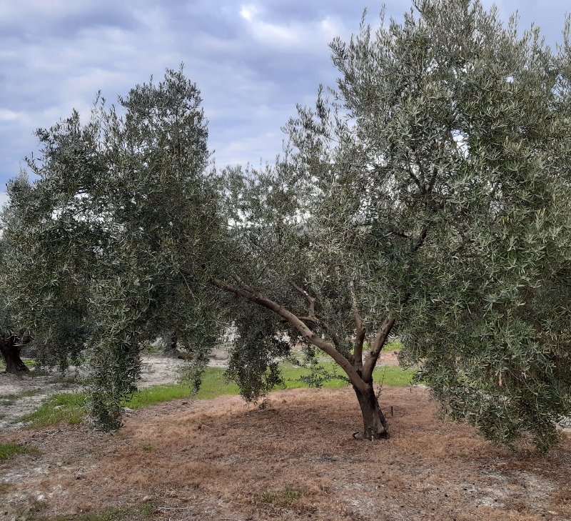 HIERRO EN OLIVAR - Página 2 L1