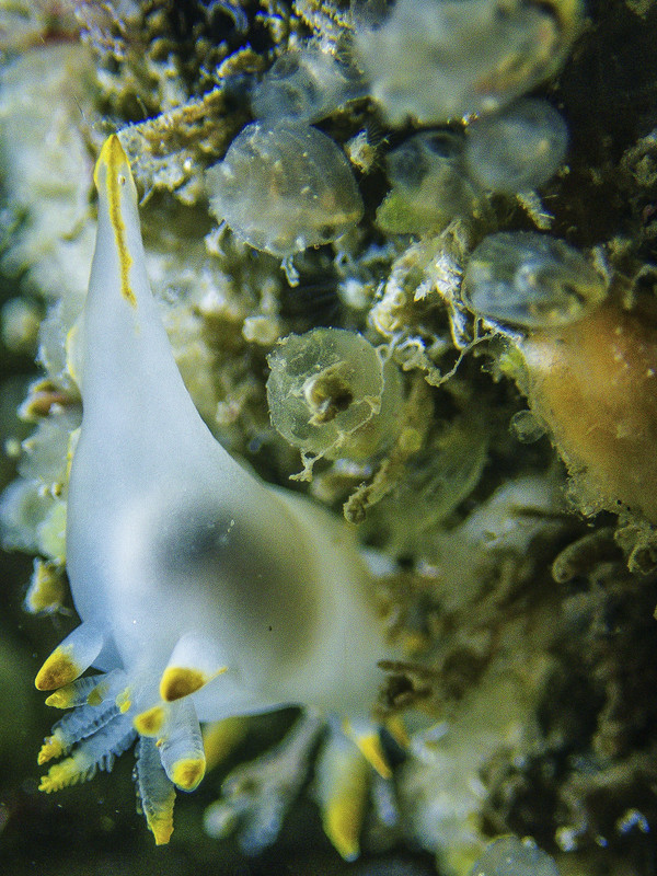 03004_14-15-2Coul-8030107