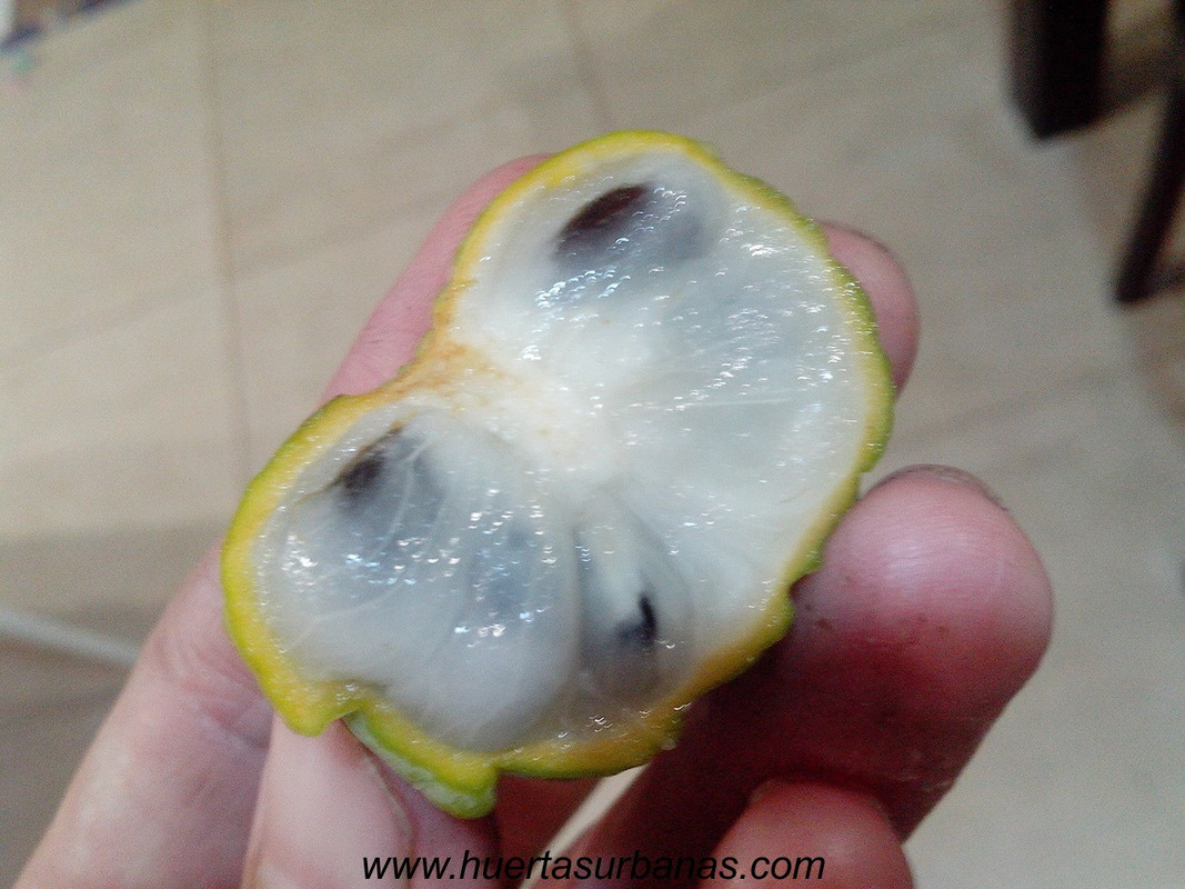huertasurbanas_com_20180417_210815annona_parviflora_-6
