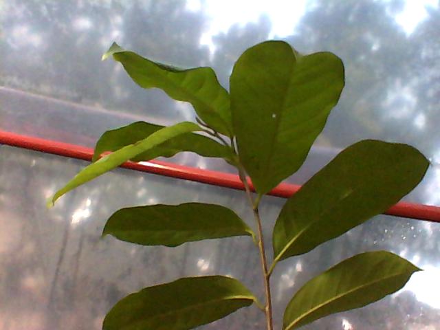 guanabana-2014-06-06-180429