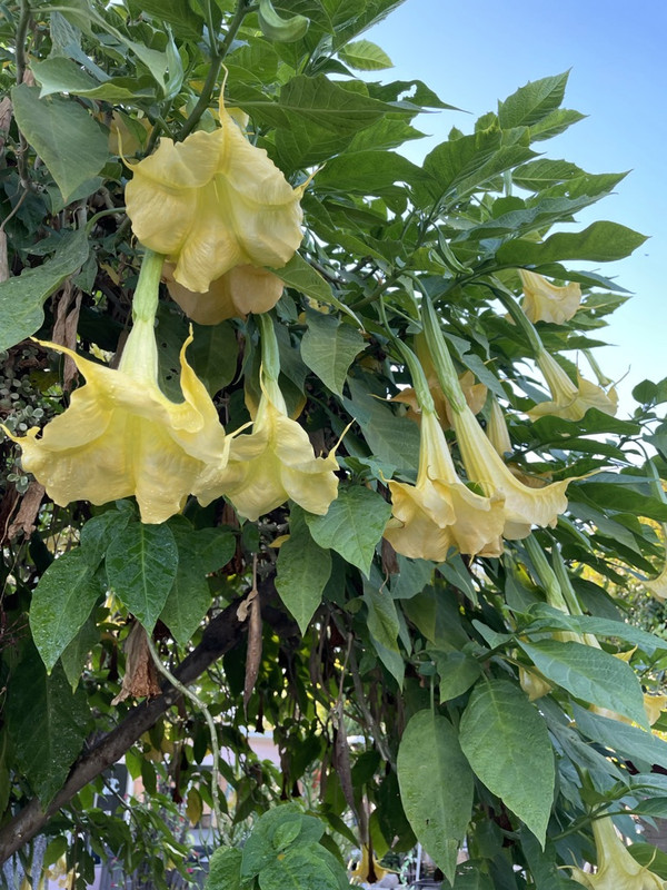 92808790-F1FC-4FC5-82BC-91CE340EEA0C_1_105_c