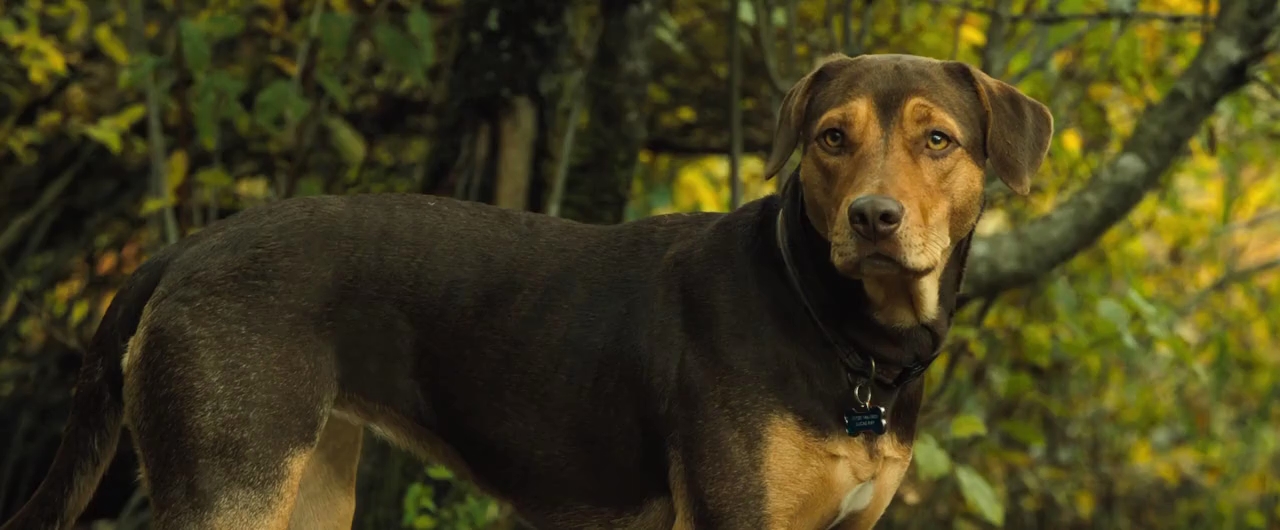 Download A Dog's Way Home