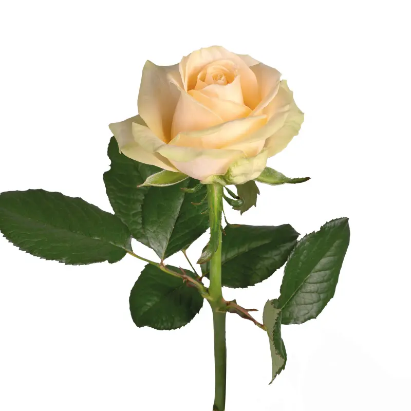 Троянда Піч Аваланч, 50 см, (1шт)