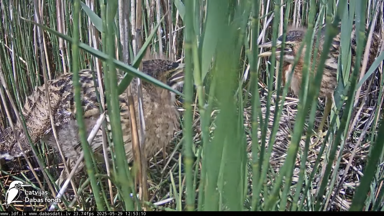 LDF Lielais dumpis (Botaurus stellaris) Zemītes pagastā 12-39-35 screenshot