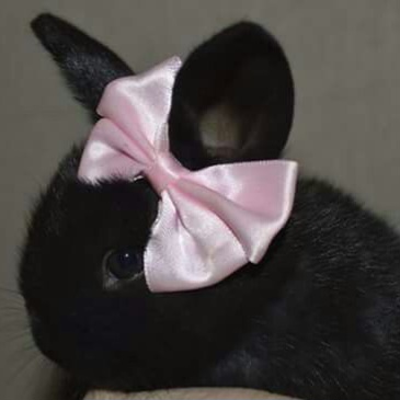 bunny