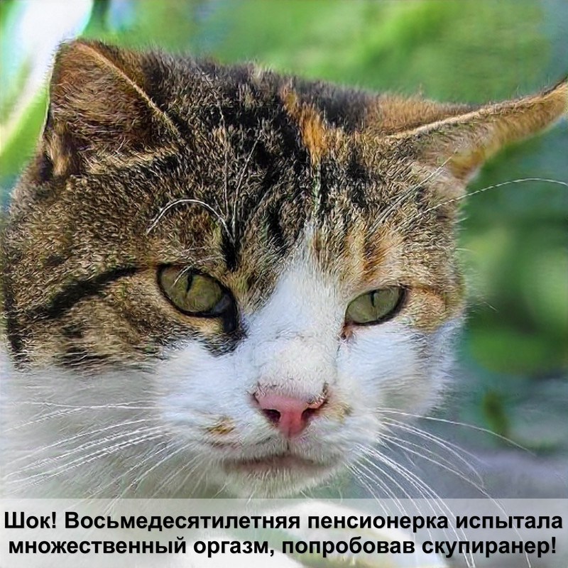 как правильно гладить кошку