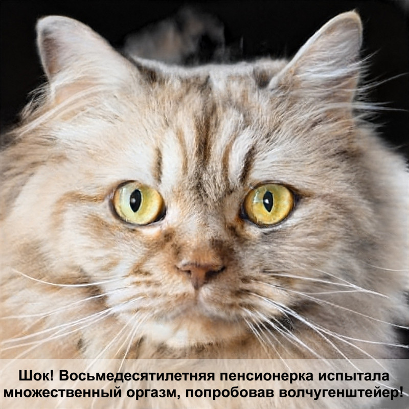 порода кошек персикового окраса