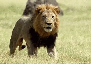 lion-day-1.gif
