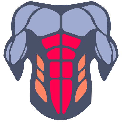 Logo Muscles de l'abdomen