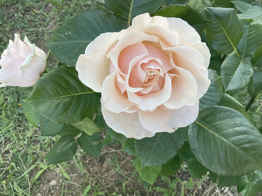 ABD001B3-5CB5-4043-9712-7B2438FED420