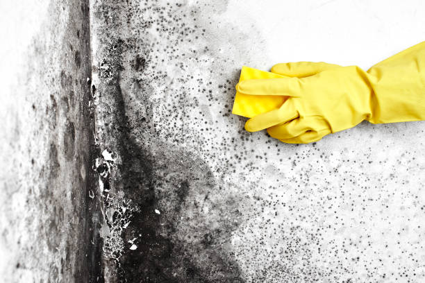 mold removal in Toronto