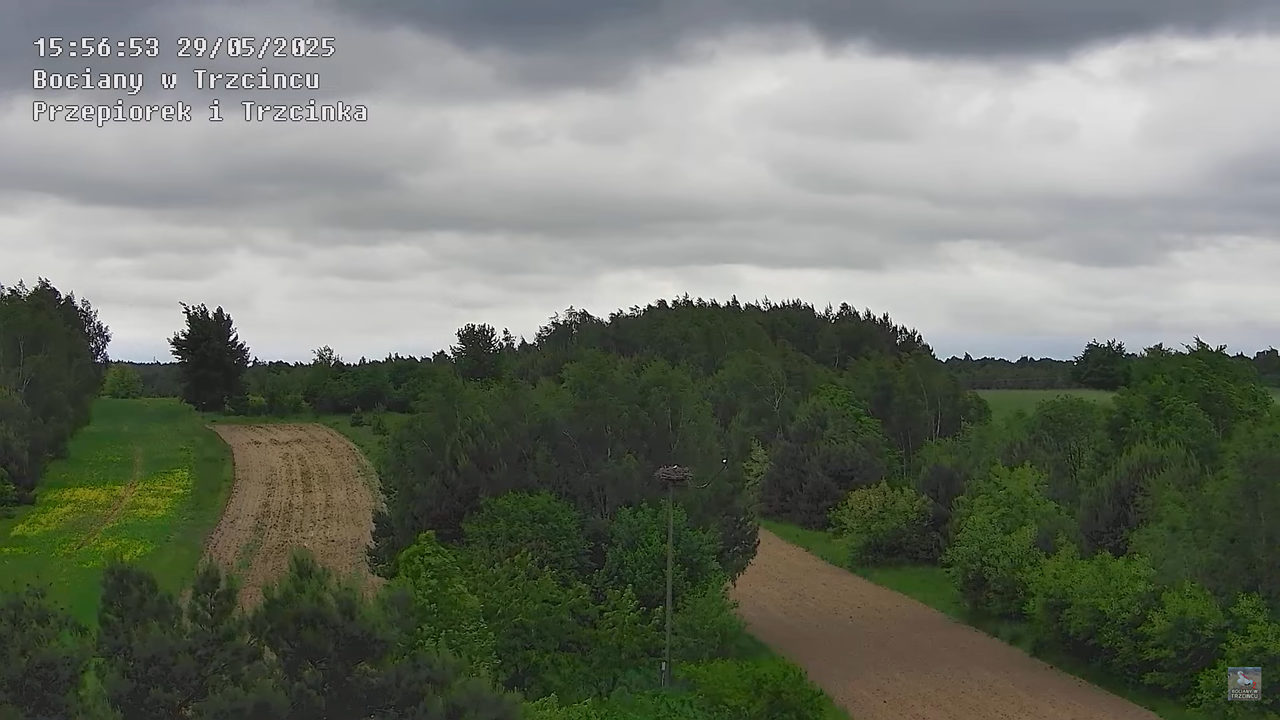 29052025bociany20