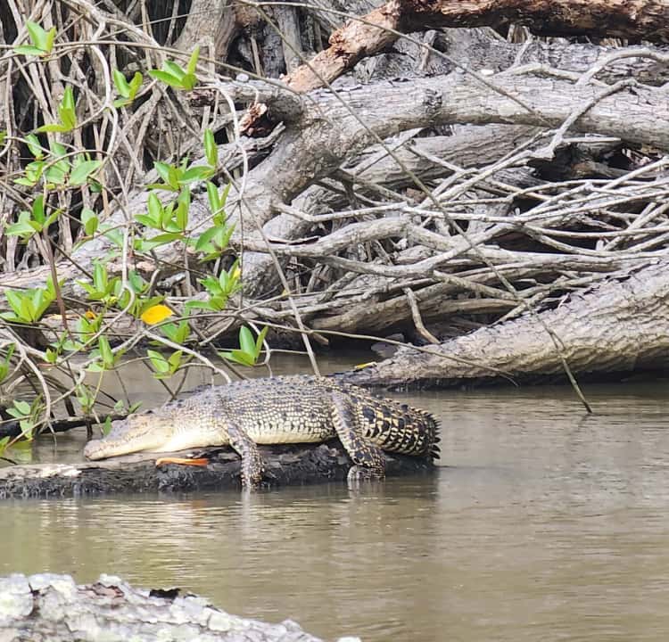 Crocodile 4
