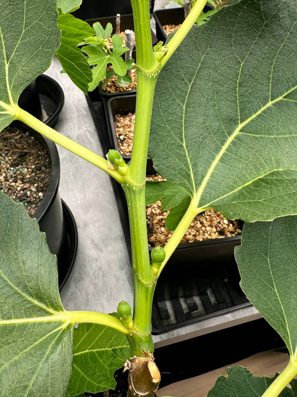 figs-790.jpg