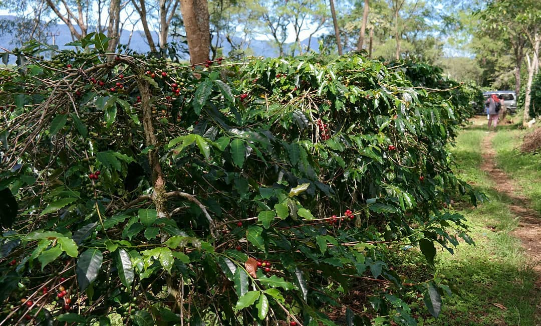 Perkebunan Kopi