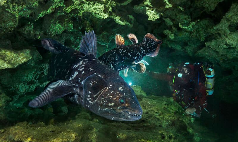 «Живое ископаемое» - интересные факты о латимерии чалумна «Живое ископаемое» - интересные факты о латимерии чалумна